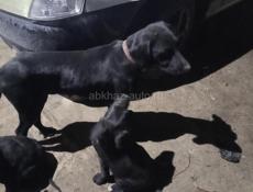 В добрые руки мама охотничья