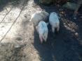 Продаются поросята
