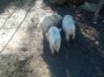 Продаются поросята