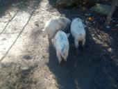 Продаются поросята