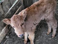 ПРОДАМ ТЕЛЕНКА ДЕВОЧКА