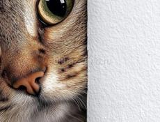 Куплю квартиру жилую однокомнатную 