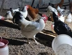 Продаются домашние куры