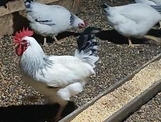 Продаются домашние куры 
