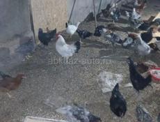 Продаются домашние куры