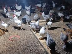 Продаются домашние куры