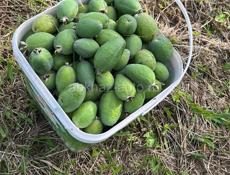 Куплю 1 или 2 комнатную квартиру на 1 этаже.Интересует только 1-й этаж.