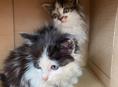 Отдам котят в добрые руки 