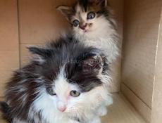 Отдам котят в добрые руки 