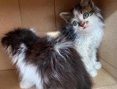 Отдам котят в добрые руки 