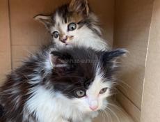 Отдам в добрые руки