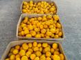 Продаётся около 1 тонны мандарин 