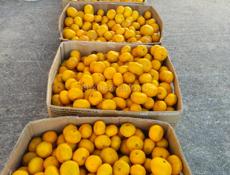 Продаётся около 1 тонны мандарин 