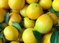 Лимоны 