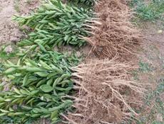 Саженцы сентябрьские ганахлеба