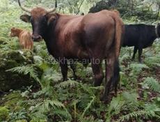 ПРОДАЮ БЫКА