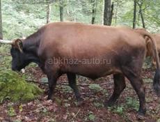 ПРОДАЮ БЫКА