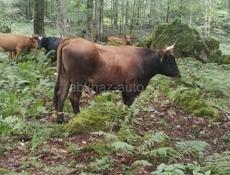 ПРОДАЮ БЫКА