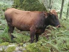 ПРОДАЮ БЫКА