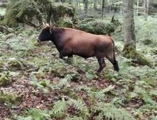 ПРОДАЮ БЫКА 