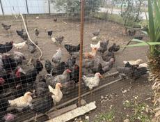 Продаются куры и петухи