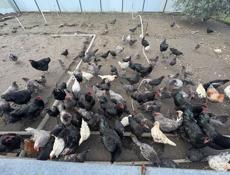 Продаются куры и петухи 