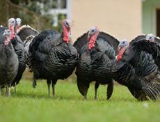 Продажа индюков