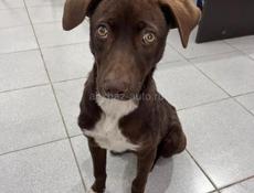 Отдаю собаку в добрые руки