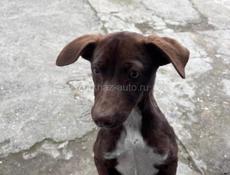 Отдаю собаку в добрые руки