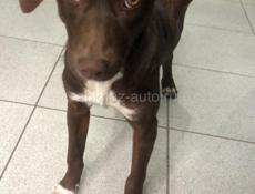 Отдаю собаку в добрые руки