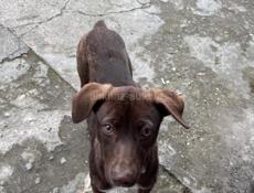 Отдаю собаку в добрые руки