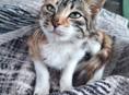Котенок. Девочка. Трех цветка. 