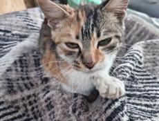 Котенок. Девочка. Трех цветка. 