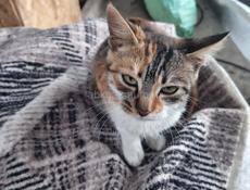 Котенок. Девочка. Трех цветка. 