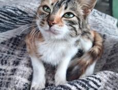 Котенок. Девочка. Трех цветка. 