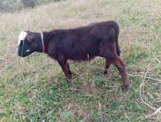 Срочно продам