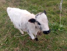 Срочно продам