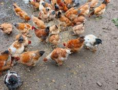 Куры и петухи 