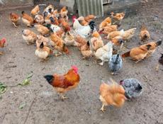Куры и петухи 