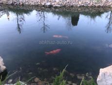 Продаю мандарины 