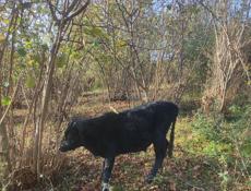  Только ватсап!  Бычок, торга нет! 