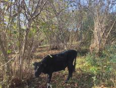  Только ватсап!  Бычок, торга нет! 