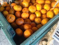 Продаю мандарины