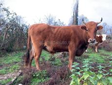 Продаю быка