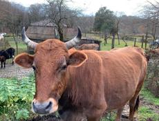 Продаю быка