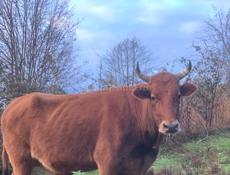 Продаю быка