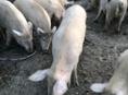 Поросята 