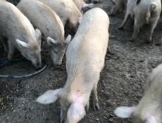 Поросята 