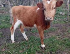 Бычок 11 месяца 65 70 кг