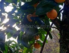 Сниму дом с последующим выкупом. 